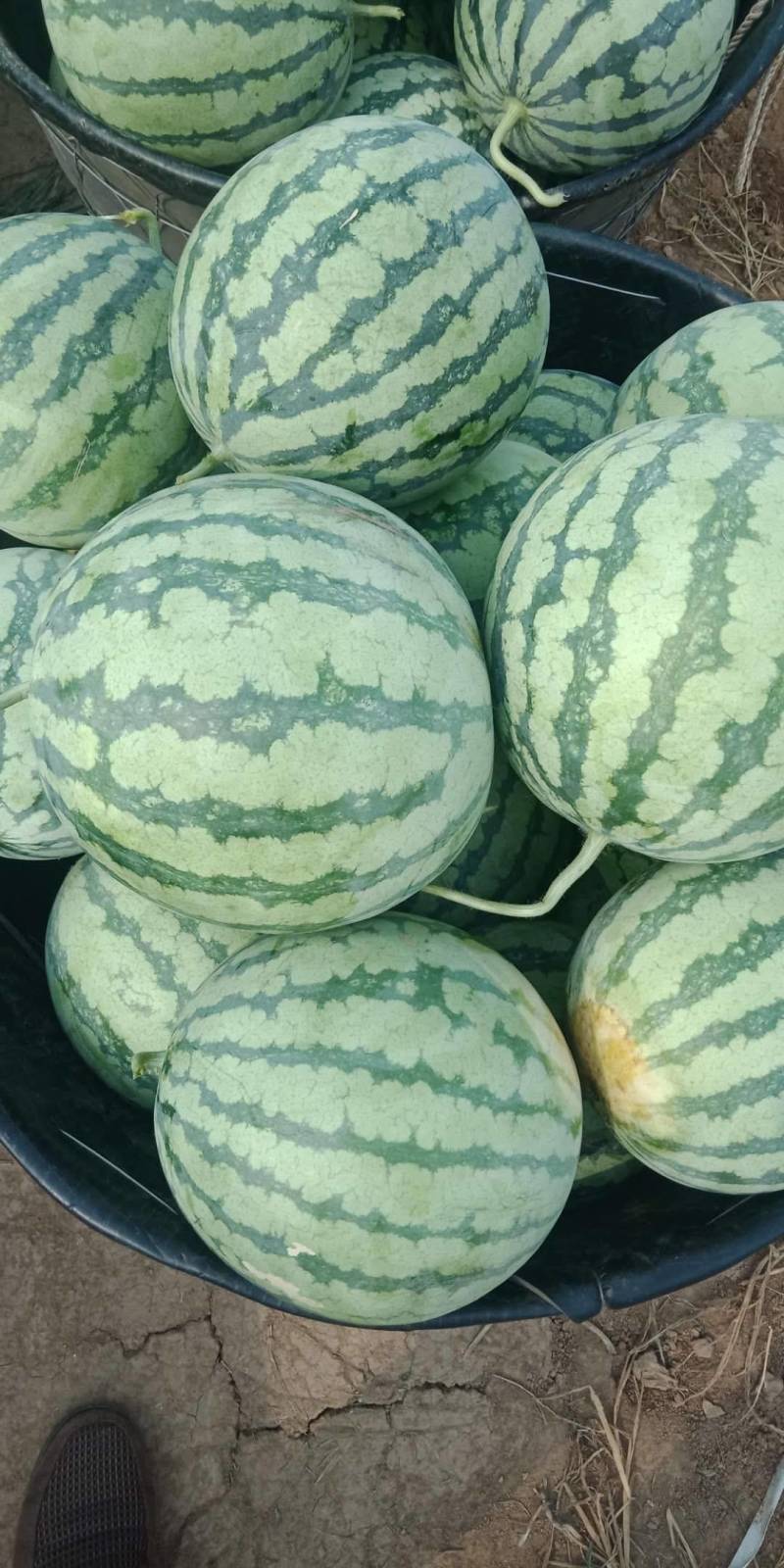 8424，夏宝，夏乐，甜蜜蜜麒麟西瓜，口感好，甜度好，