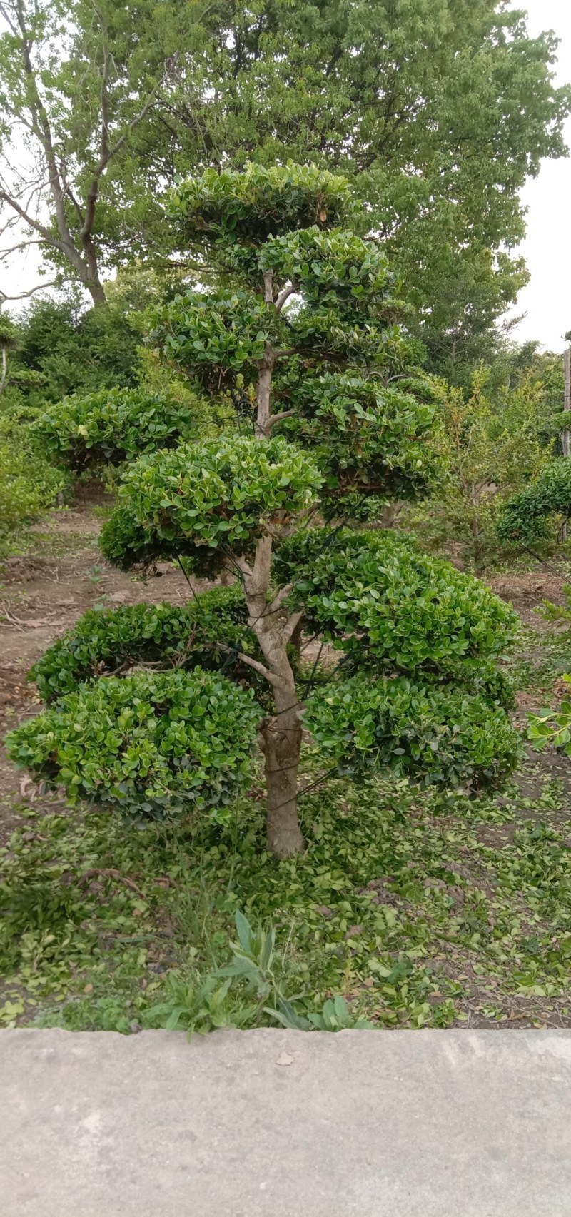 造型黄杨树，独杆黄杨，黄杨球，别墅景观树