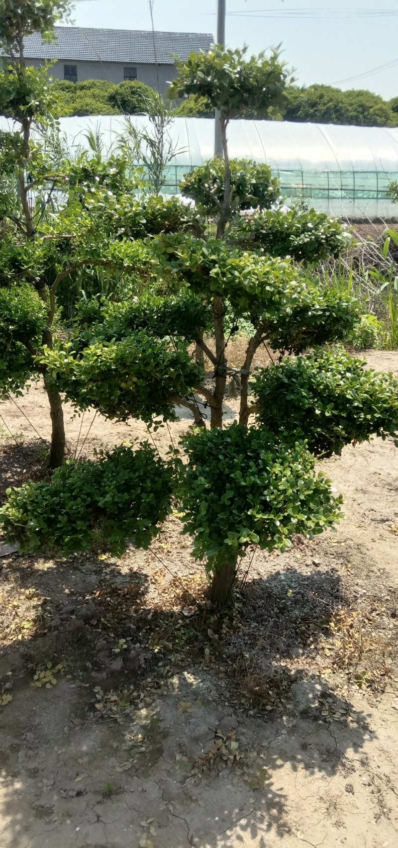 造型黄杨树，独杆黄杨，黄杨球，别墅景观树