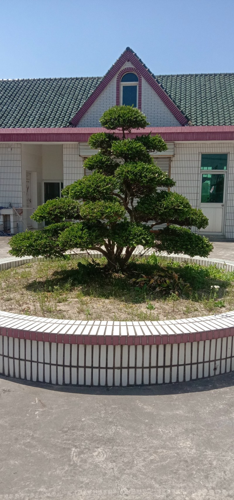 造型黄杨树，独杆黄杨，黄杨球，别墅景观树