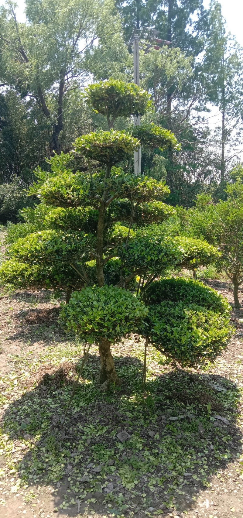 造型黄杨树，独杆黄杨，黄杨球，别墅景观树