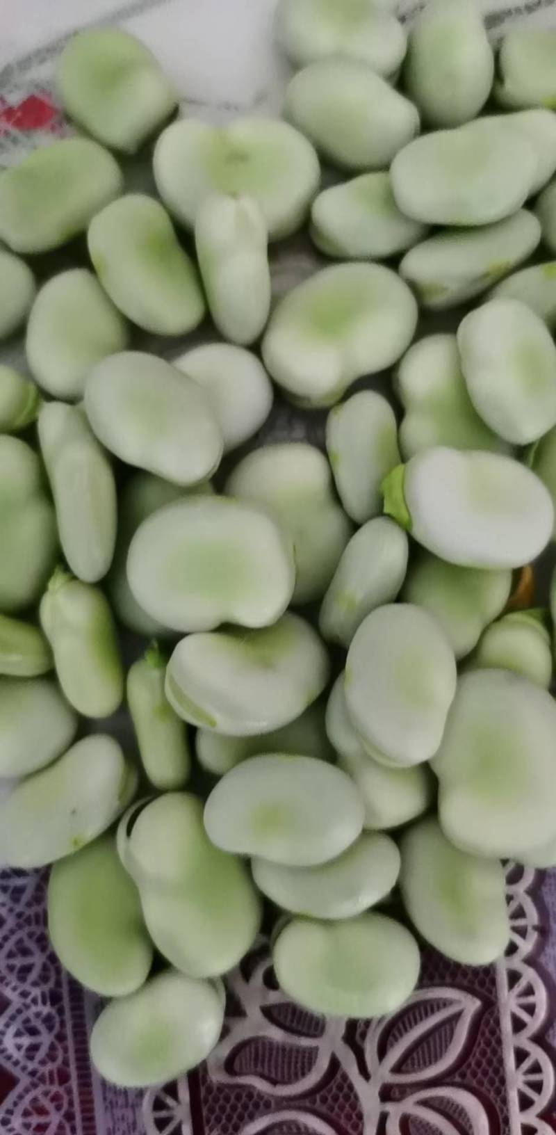 【推荐】大白皮蚕豆早大白和七星豆都有;青米白米都有