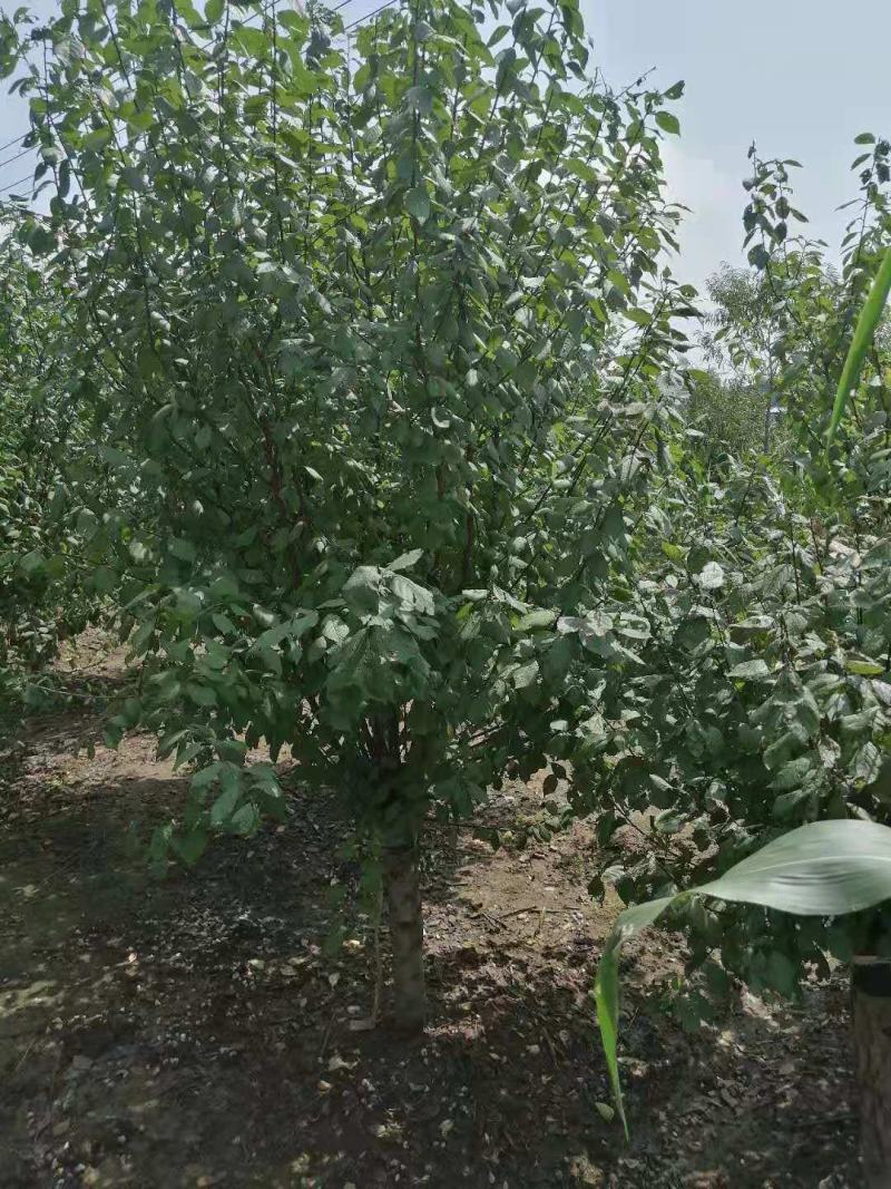 榆叶梅云南贵州四川适应公园绿化小区绿化工程用规格齐全