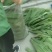 白洋淀苇叶