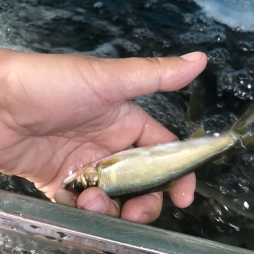 香鱼批发