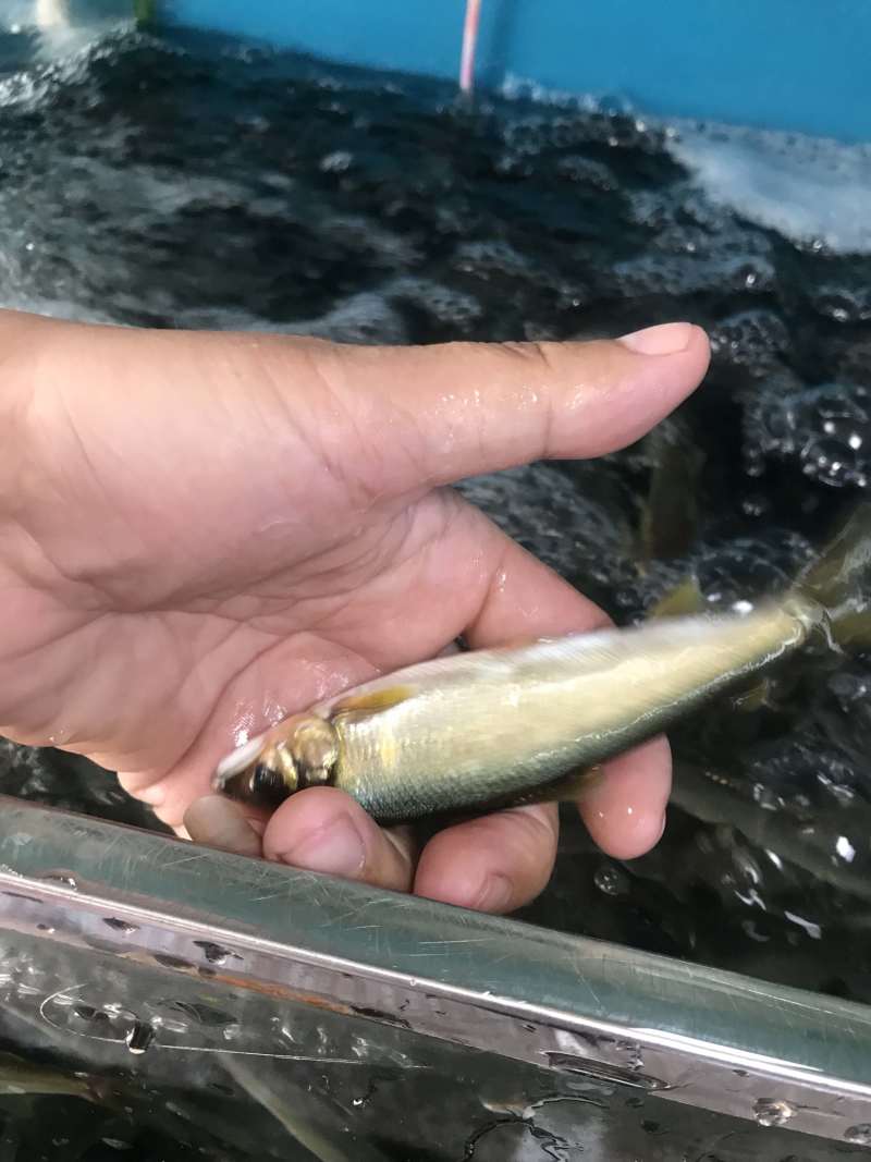 香鱼批发