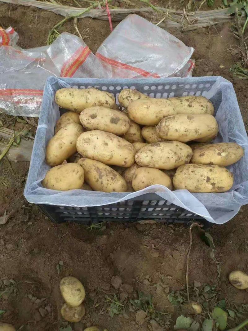 预售希森土豆七月份上市货源充足全国发货