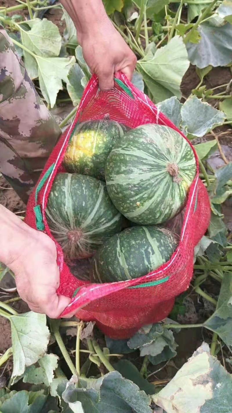 【精品】南瓜板栗南瓜即将大量上市专业工人挑选