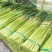 【精品】河南蒜薹精品一件代发对接电商微商需要直接下单！