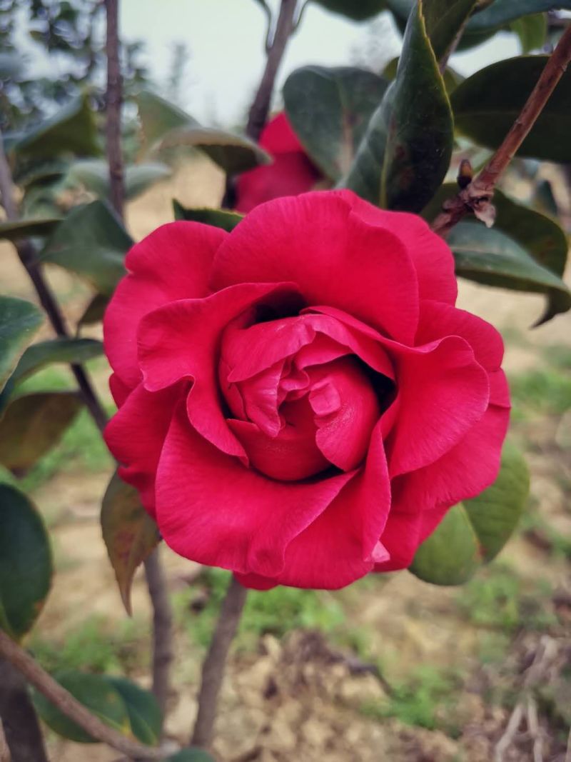 【清货处理】茶花浙江大红树型靓花型靓