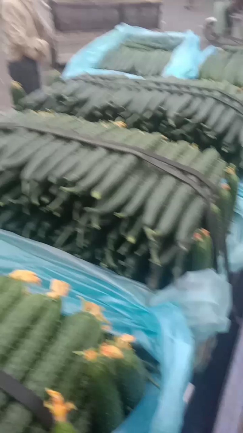 山东黄瓜，兰陵黄瓜精品密刺油亮黄瓜，大量有货，保质保量。