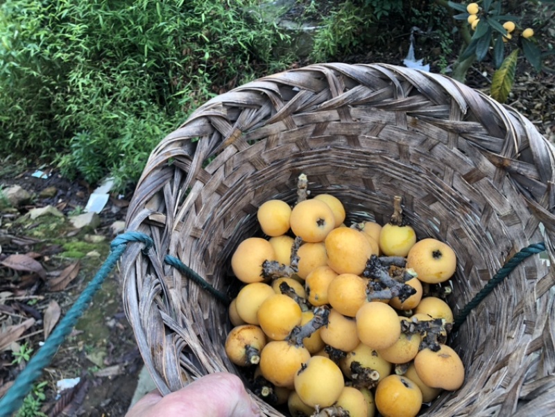 自产自销东山白玉枇杷