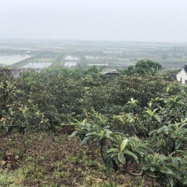 自产自销东山白玉枇杷