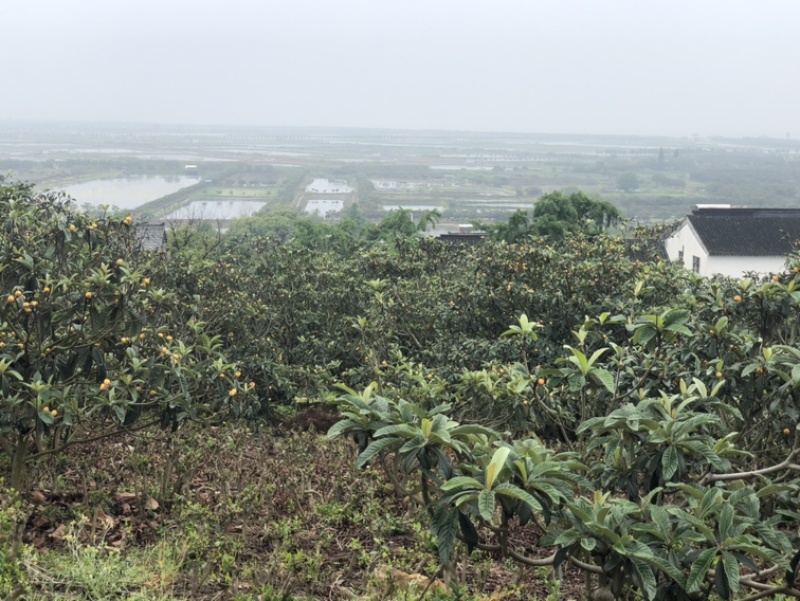自产自销东山白玉枇杷