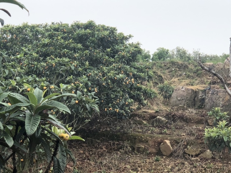 自产自销东山白玉枇杷