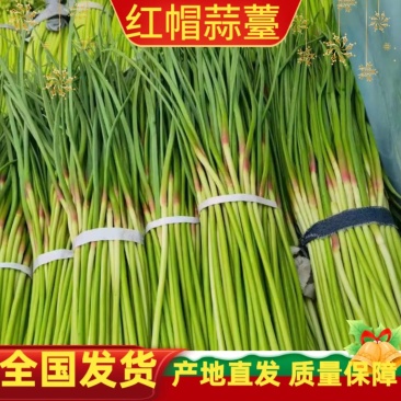 【精品】河南蒜薹精品一件代发对接电商微商需要直接下单！