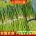【精品】河南蒜薹精品一件代发对接电商微商需要直接下单！