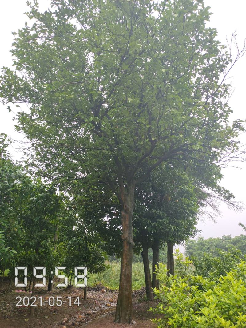 24公分以上的柚子树，杆直冠圆支持线上保障交易