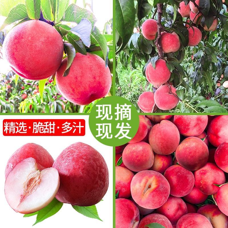 水蜜桃产地看货论价，一手货源，无中间商，欢迎咨询订购