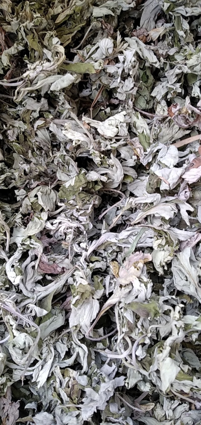 【热销】大叶艾野生艾叶大别山野生艾叶无杆无黄叶纯手工采摘