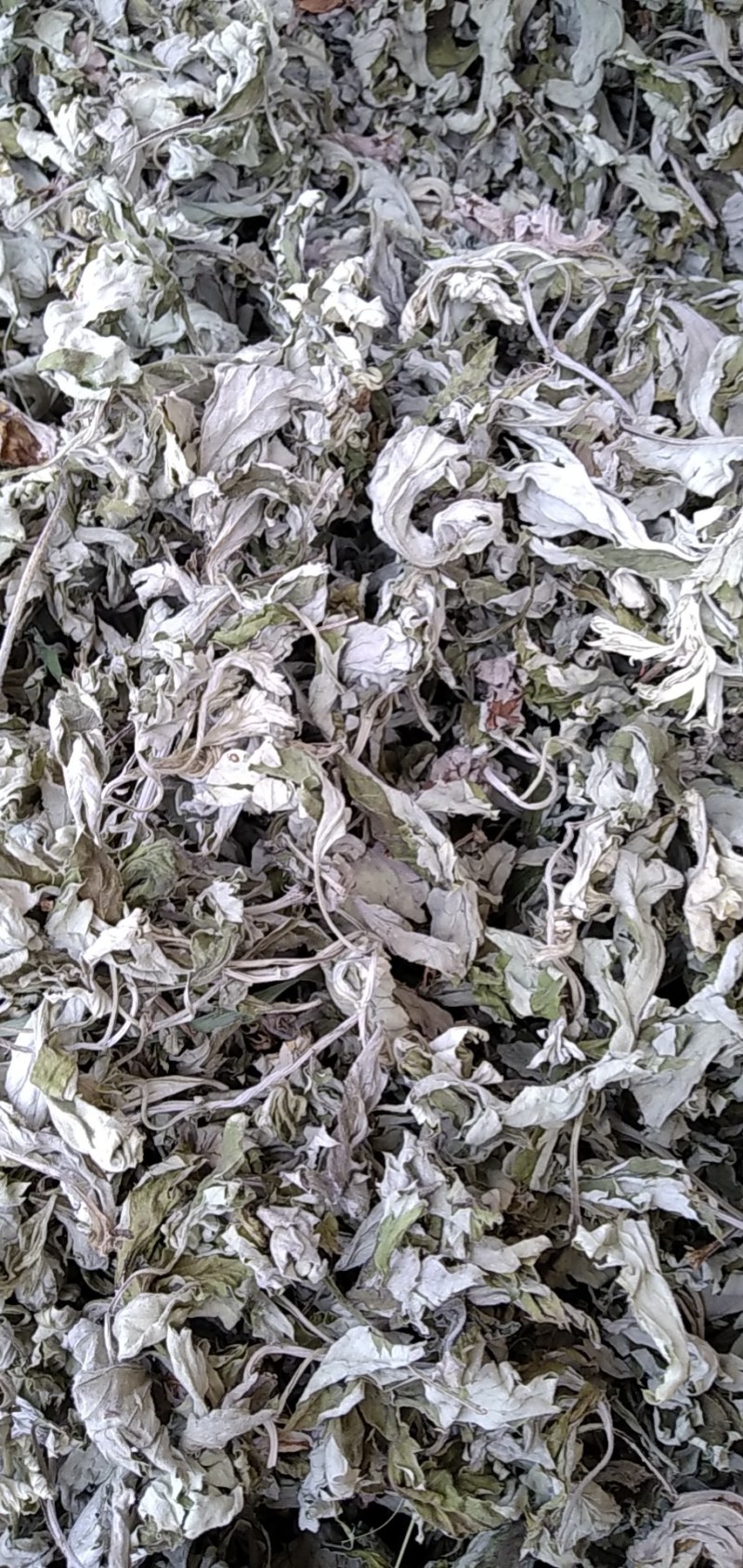 【热销】大叶艾野生艾叶大别山野生艾叶无杆无黄叶纯手工采摘