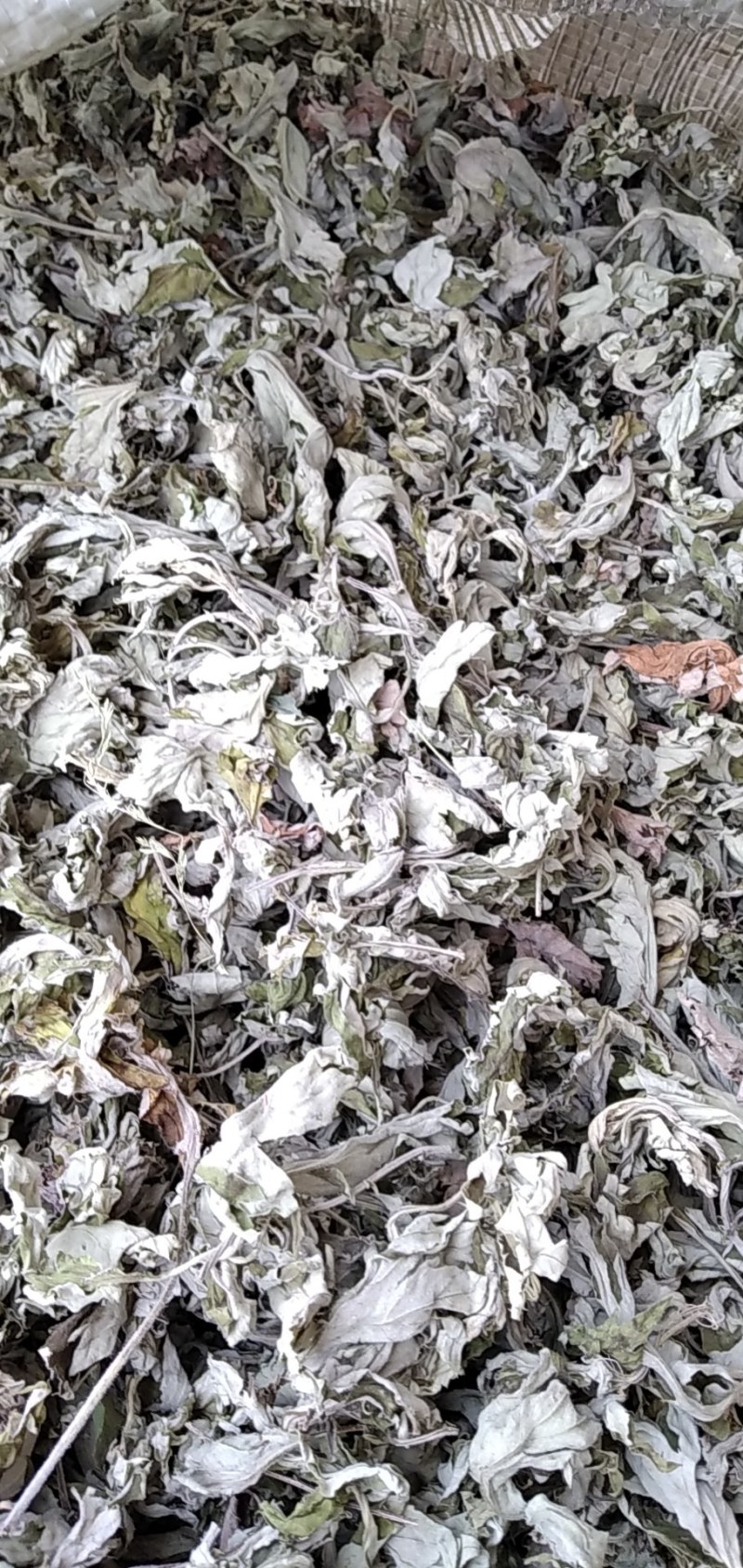 【热销】大叶艾野生艾叶大别山野生艾叶无杆无黄叶纯手工采摘