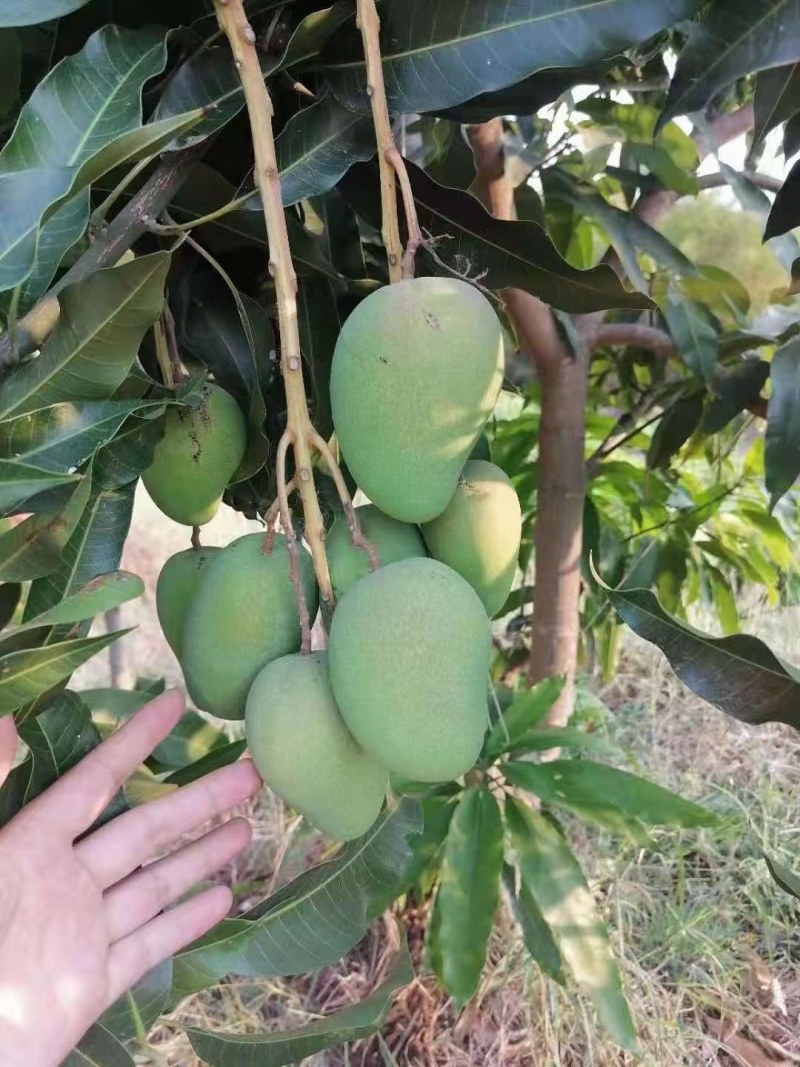 精品头茬小台农芒果芒果热带露天种植大量供应