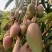 精品头茬小台农芒果芒果热带露天种植大量供应