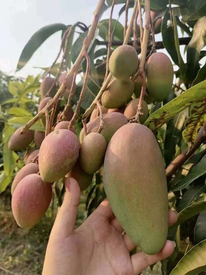 精品头茬小台农芒果芒果热带露天种植大量供应