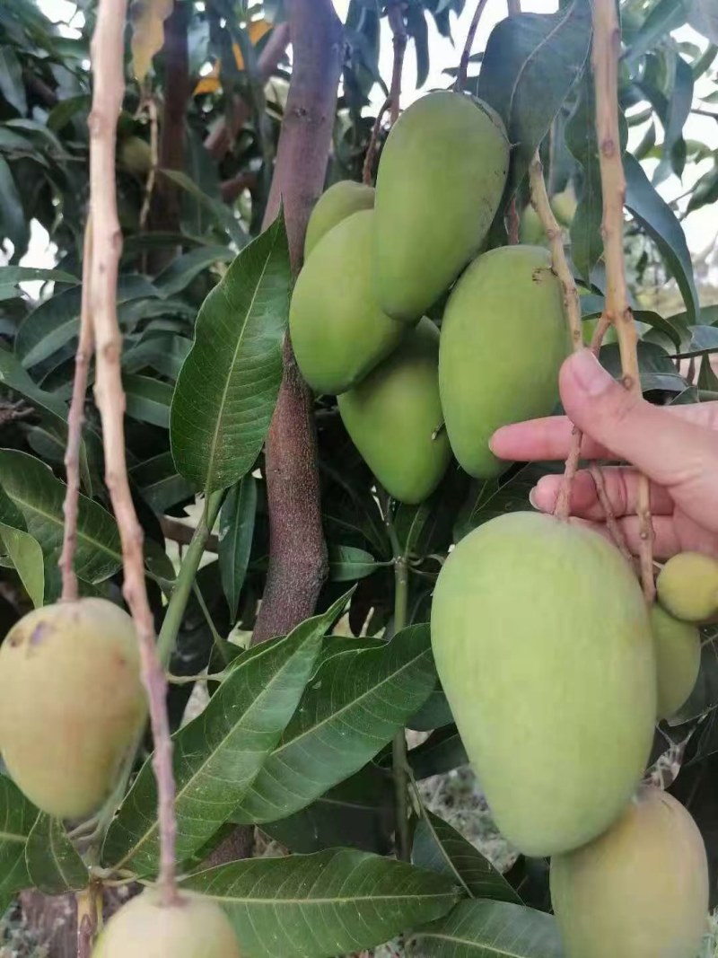 精品头茬小台农芒果芒果热带露天种植大量供应