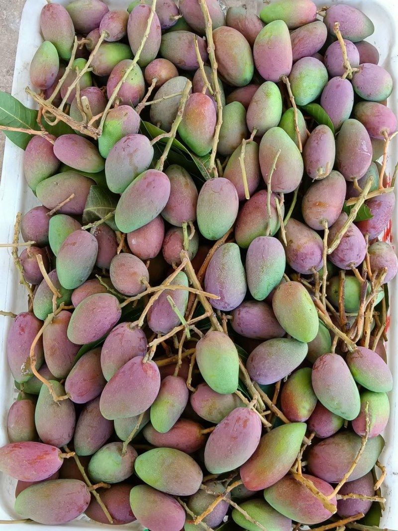 精品头茬小台农芒果芒果热带露天种植大量供应