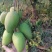 精品头茬小台农芒果芒果热带露天种植大量供应