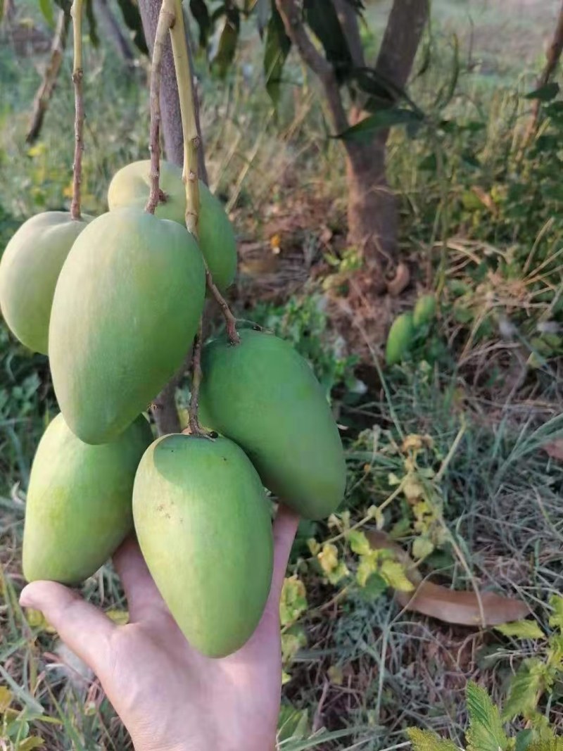 精品头茬小台农芒果芒果热带露天种植大量供应