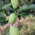 精品头茬小台农芒果芒果热带露天种植大量供应