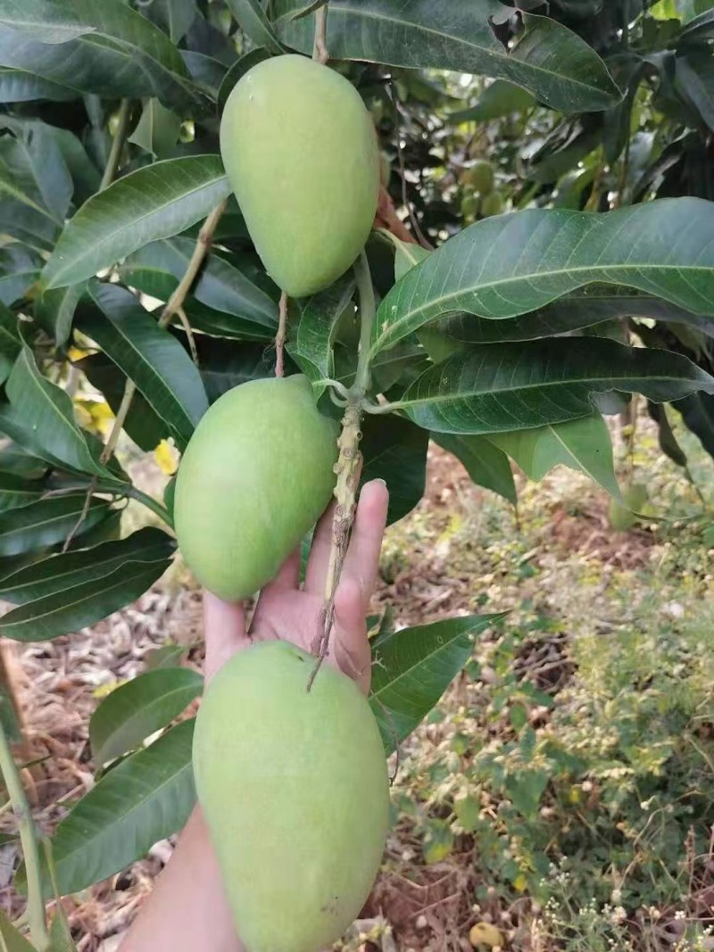 精品头茬小台农芒果芒果热带露天种植大量供应