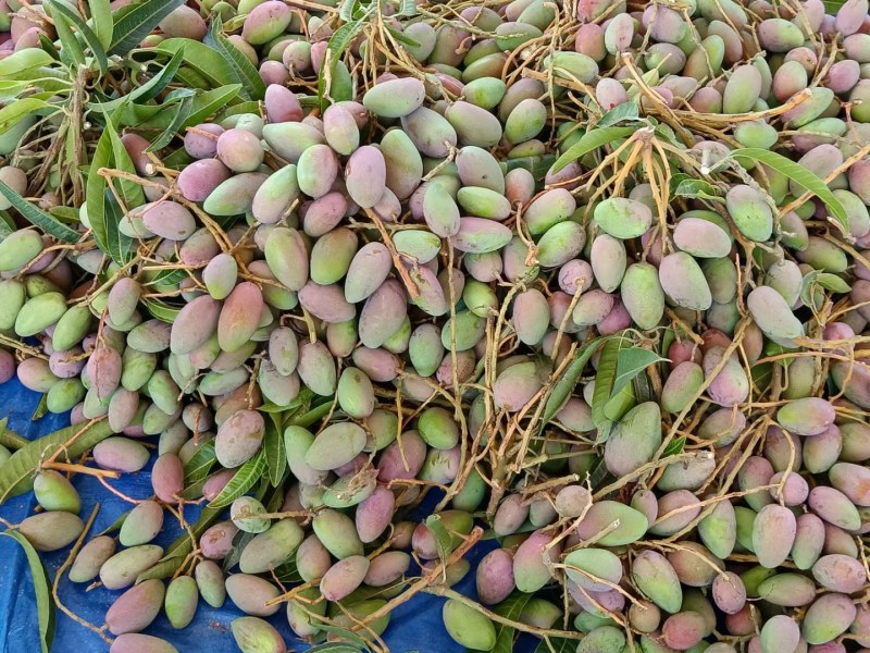 精品头茬小台农芒果芒果热带露天种植大量供应