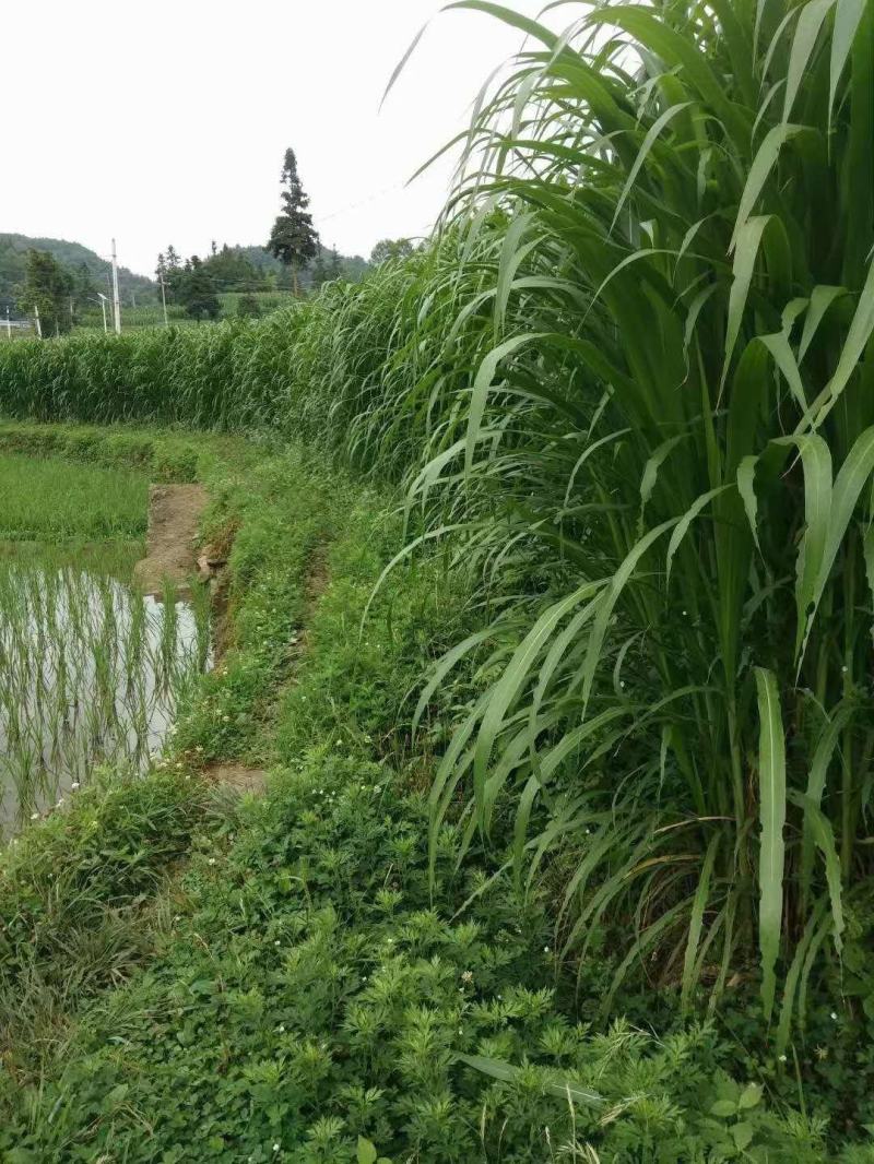 皇竹草甜象草巨菌草种节