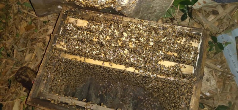 蜜蜂，中蜂，专人管理，一年四季全部新蜂王，信誉第一……