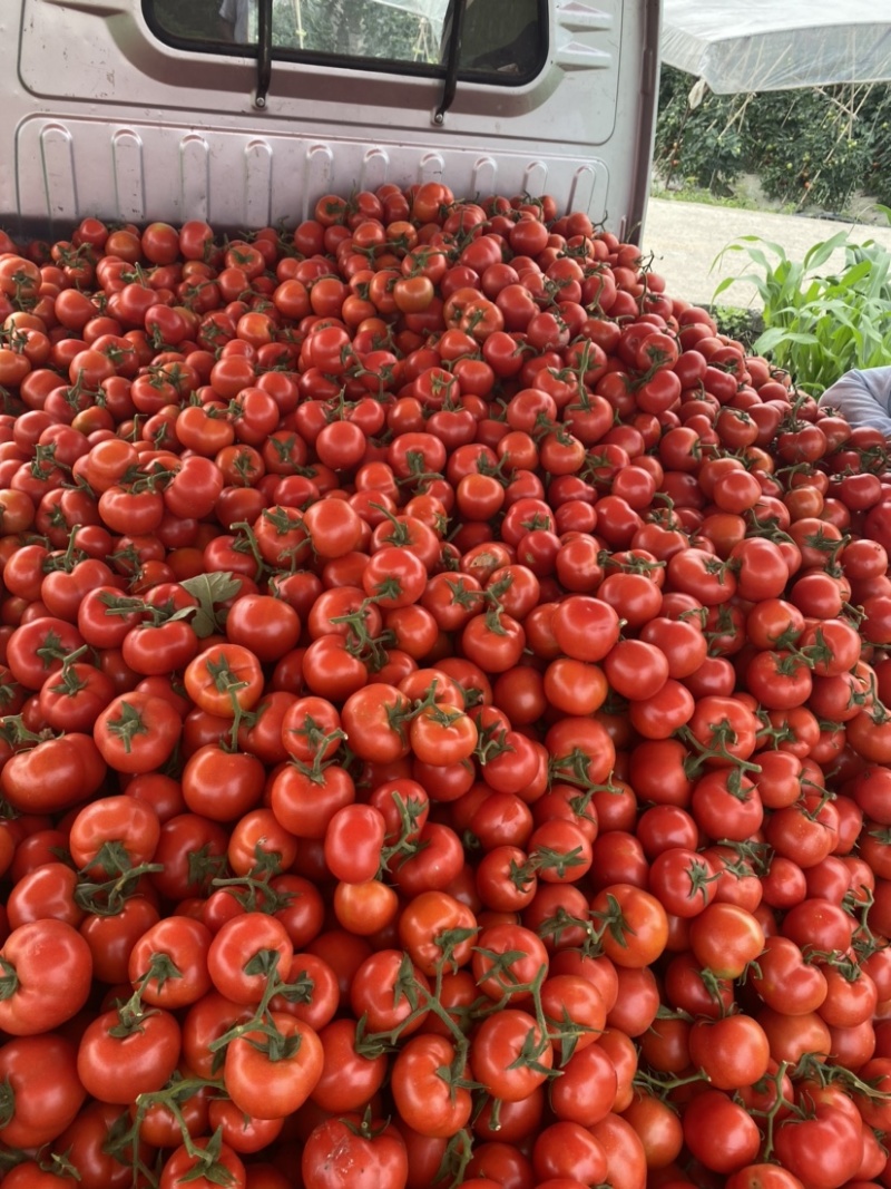 自家蔬菜大棚种植基地0.8元走车货品新鲜可实地看货