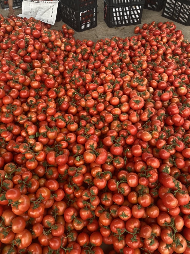 自家蔬菜大棚种植基地0.8元走车货品新鲜可实地看货