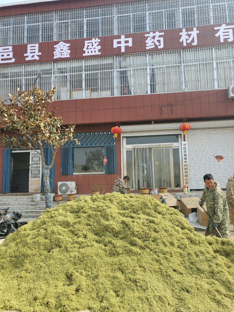金银花山东临沂产地供应厂家直销现货绒毛