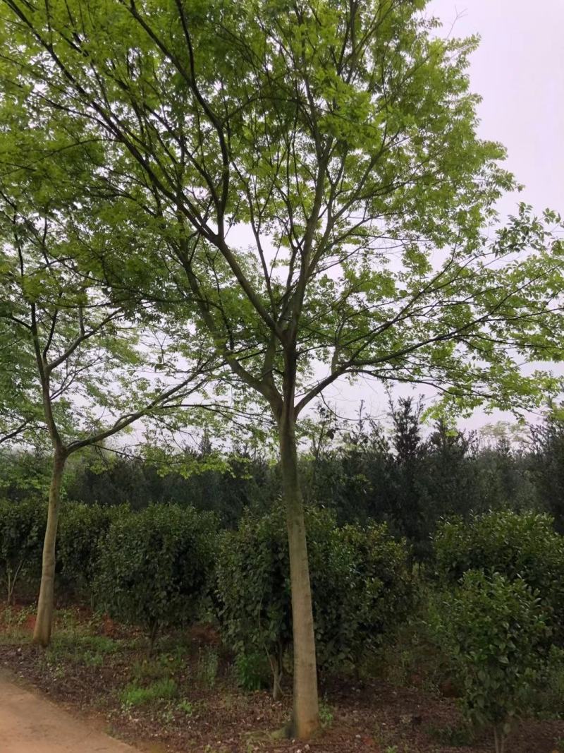 大量供应1-50公分朴树
