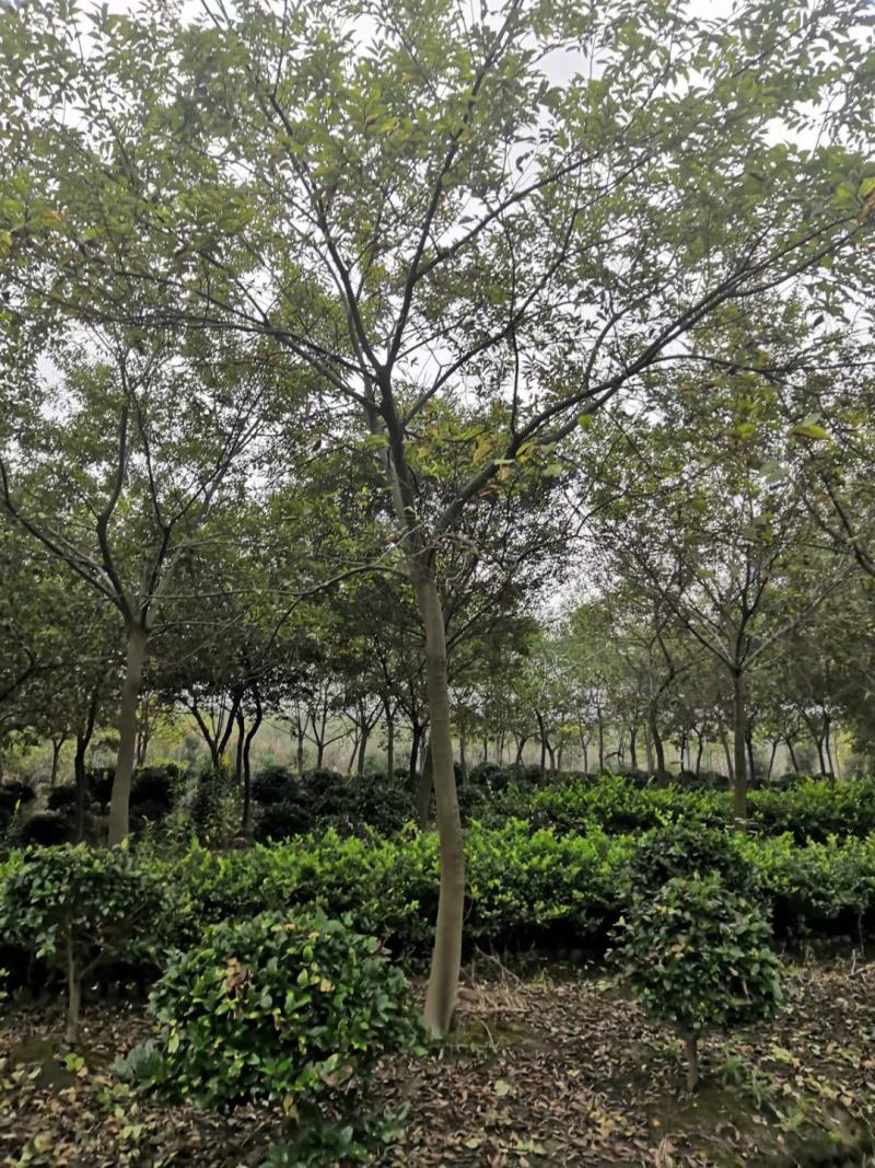 大量供应1-50公分朴树