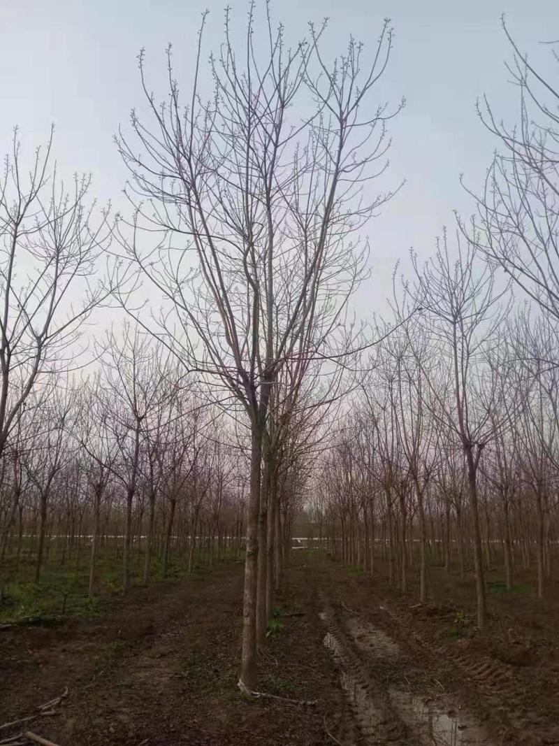 重阳木，大量供应1-30公分重阳木。重阳木供应。