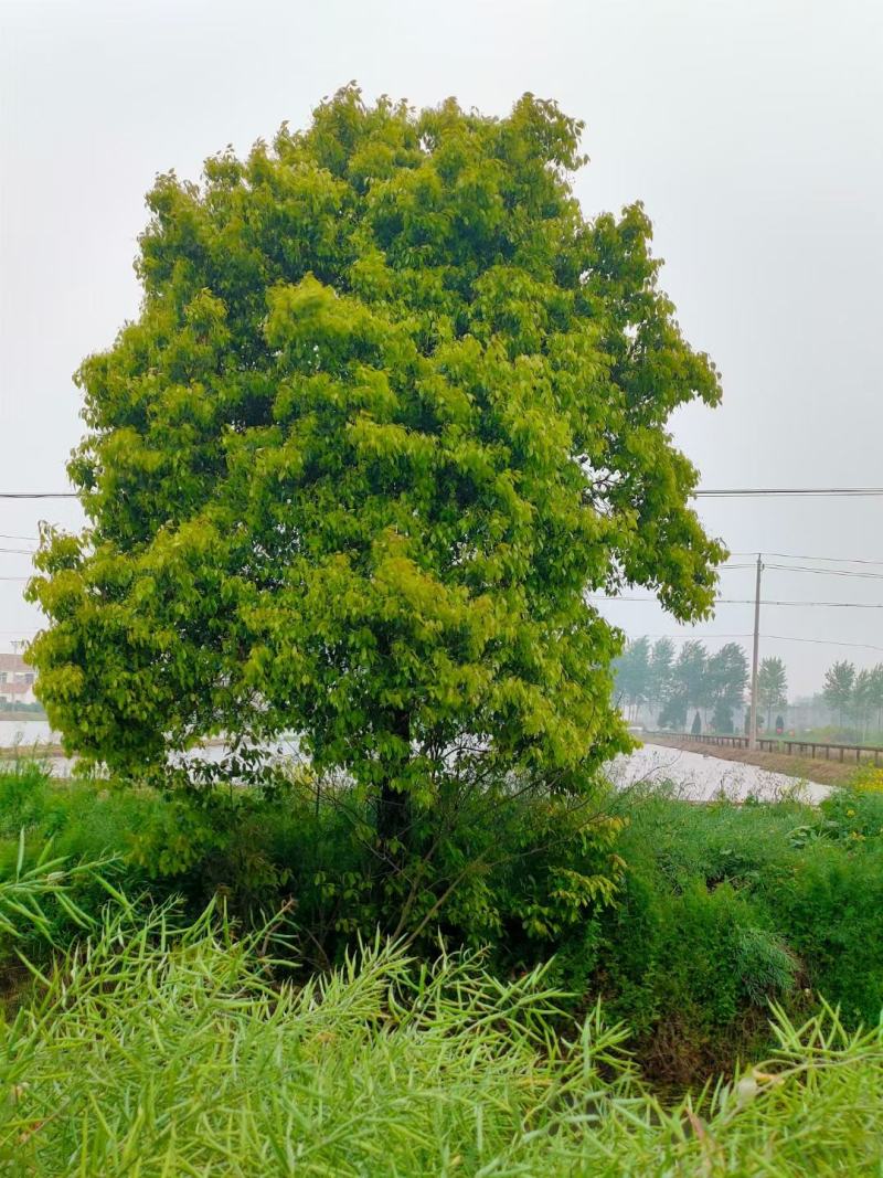 香樟。大量供应1-50公分香樟，精品香樟