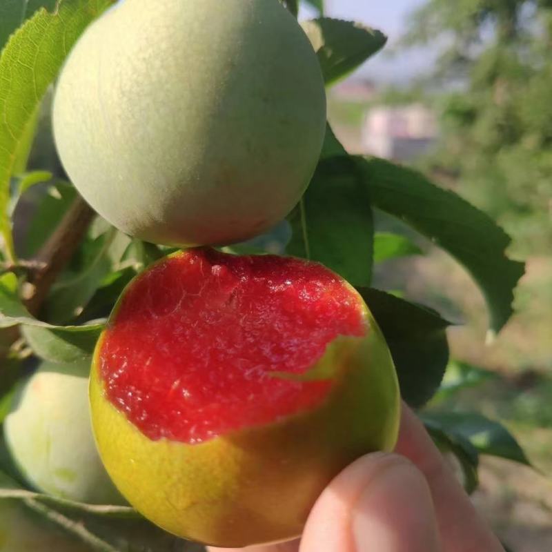 汉源味帝，支持产地视频看果，产地直供，想要的老板联系我