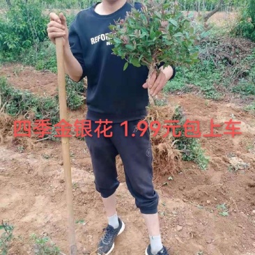 四季金银花苗盆栽
