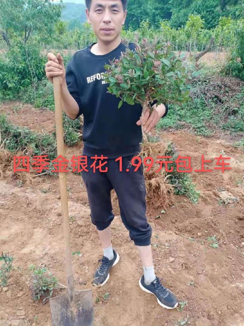四季金银花苗盆栽