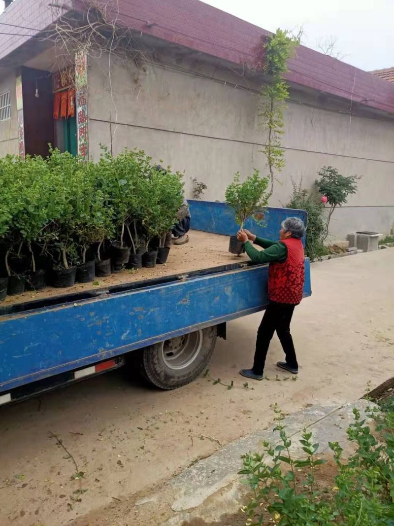 四季金银花苗盆栽