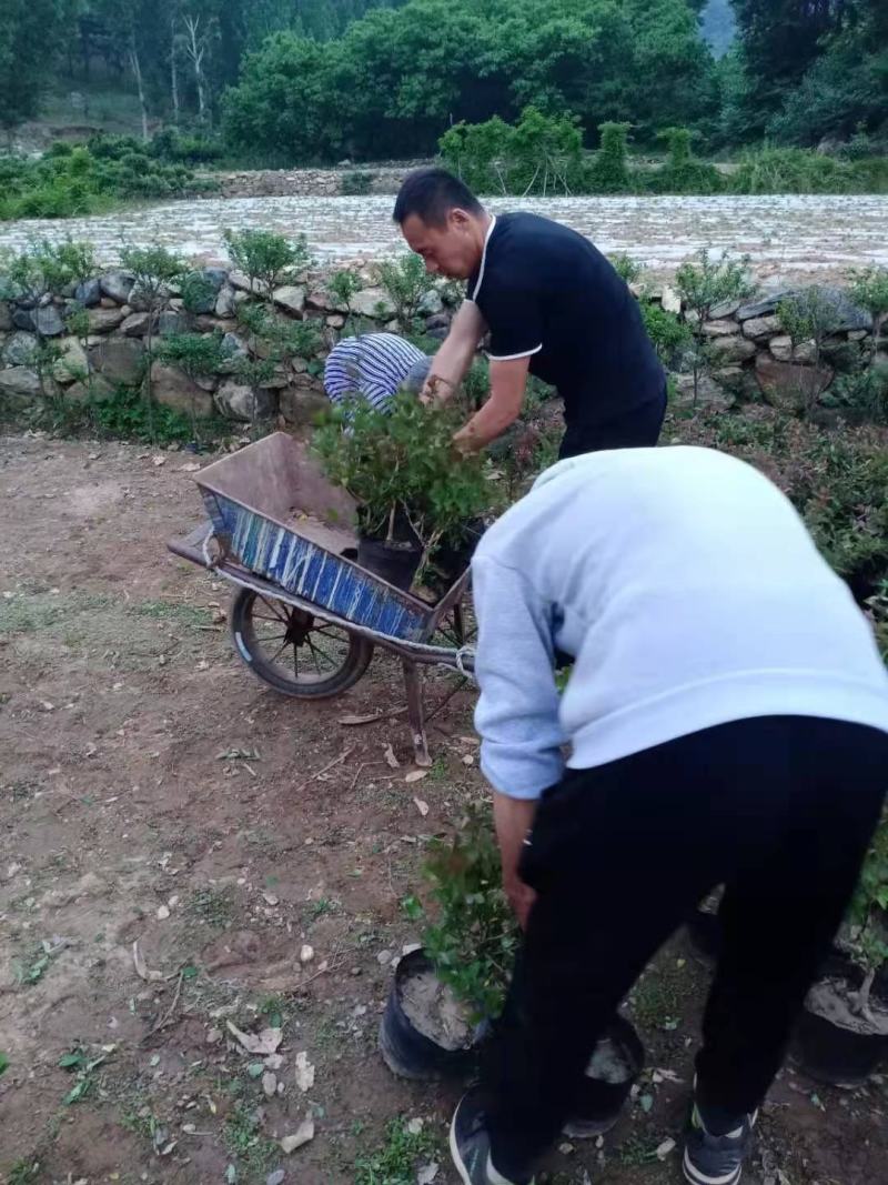 四季金银花苗盆栽
